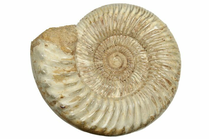 Polished Jurassic Ammonite (Perisphinctes) - Madagascar #217113